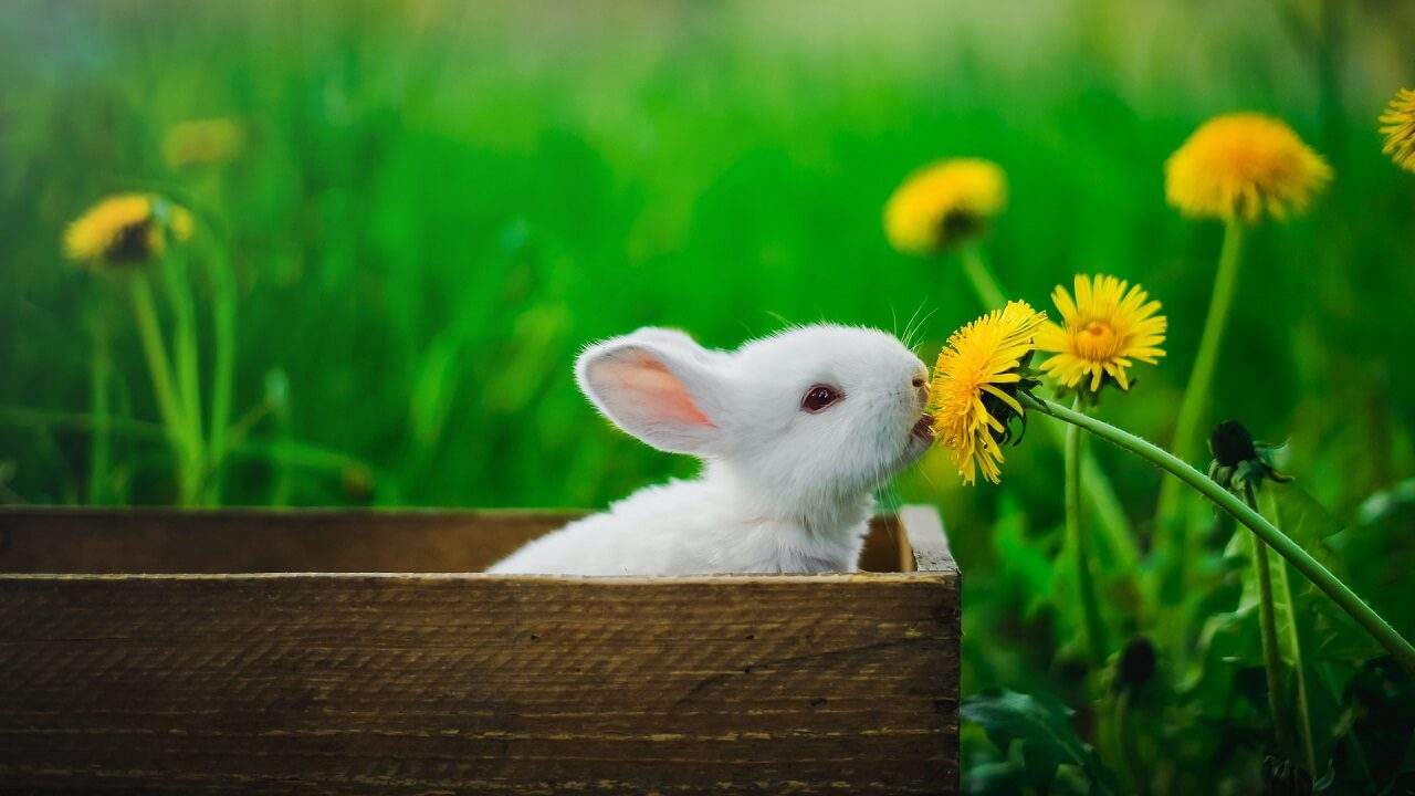 Vegan and Cruelty Free